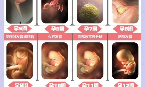 孕期优质蛋白食物-孕妇优质蛋白食物排行、孕妇优质蛋白食物主要是哪些食物 -孕妇优质蛋白食物网